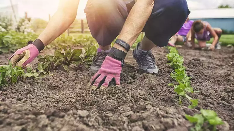 Soil Preparation 101 Setting the Foundation for Your Garden's Success
