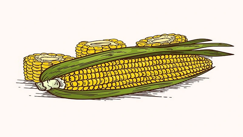 clipart:j7gjsu89xli= corn